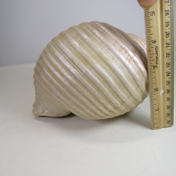 Faux Sea shell light pink & cream some iridescences  9" long 5" tall - Picture 6 of 12